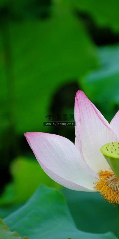 【24721】植物壁纸  2K 高清壁纸2560_1600@青蛙壁纸-笨猫小站