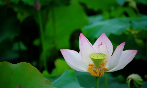 【24721】植物壁纸  2K 高清壁纸2560_1600@青蛙壁纸-笨猫小站