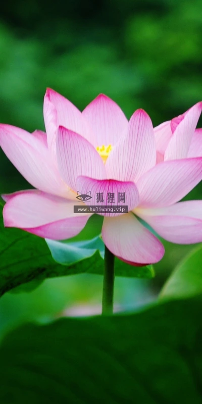 【24722】植物壁纸  2K 高清壁纸2560_1600@青蛙壁纸-笨猫小站