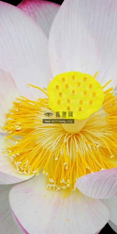 【24723】植物壁纸  2K 高清壁纸2560_1600@青蛙壁纸-笨猫小站