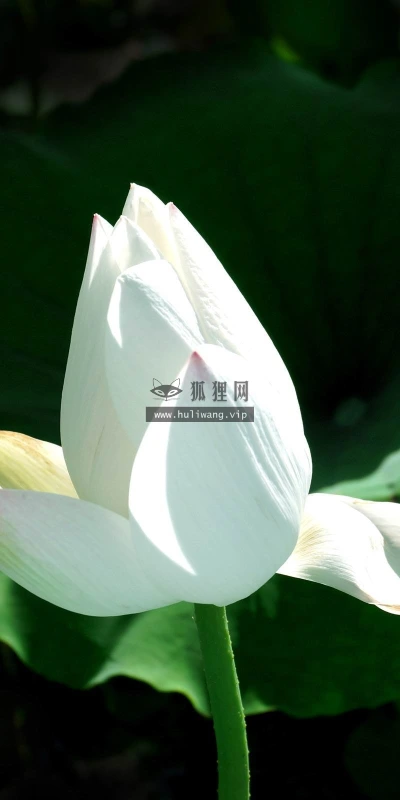 【24724】植物壁纸  2K 高清壁纸2560_1600@青蛙壁纸-笨猫小站