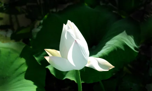 【24724】植物壁纸  2K 高清壁纸2560_1600@青蛙壁纸-笨猫小站