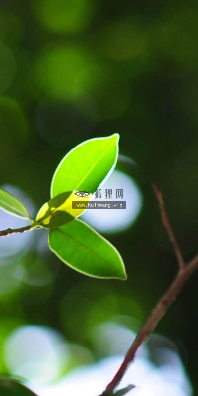 【24727】植物壁纸  2K 高清壁纸2560_1600@青蛙壁纸-笨猫小站