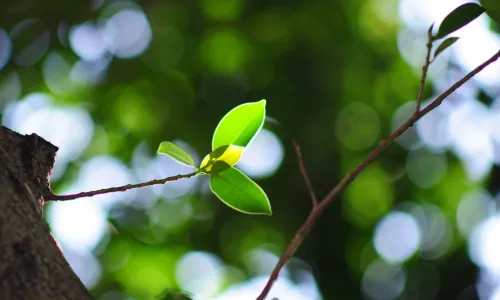 【24727】植物壁纸  2K 高清壁纸2560_1600@青蛙壁纸-笨猫小站