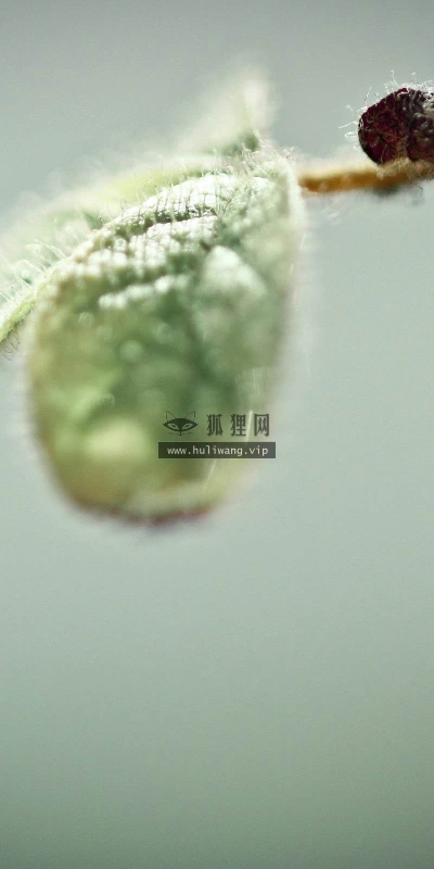 【24728】植物壁纸  2K 高清壁纸2560_1600@青蛙壁纸-笨猫小站