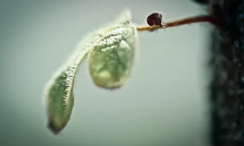 【24728】植物壁纸  2K 高清壁纸2560_1600@青蛙壁纸-笨猫小站