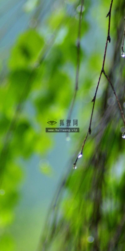 【24730】植物壁纸  2K 高清壁纸2560_1600@青蛙壁纸-笨猫小站