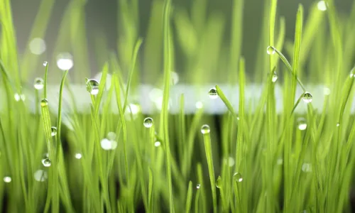 【24732】植物壁纸  2K 高清壁纸2560_1600@青蛙壁纸-笨猫小站