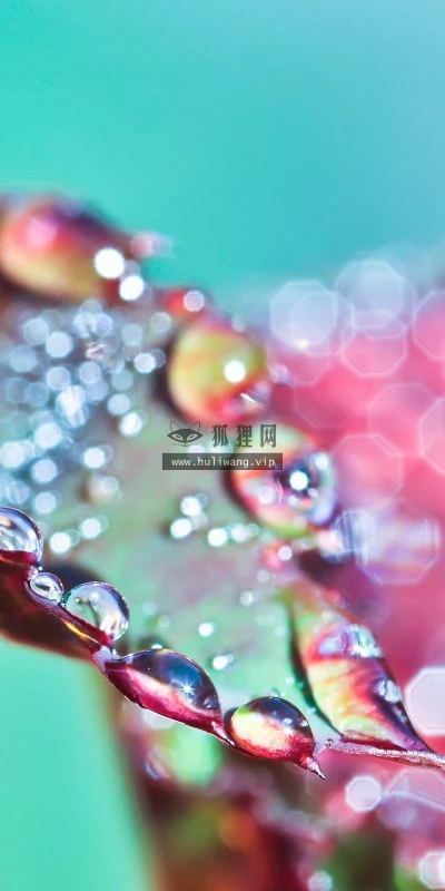 【24736】植物壁纸  2K 高清壁纸2560_1600@青蛙壁纸-笨猫小站