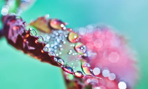 【24736】植物壁纸  2K 高清壁纸2560_1600@青蛙壁纸-笨猫小站