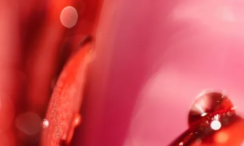 【24737】植物壁纸  2K 高清壁纸2560_1600@青蛙壁纸-笨猫小站