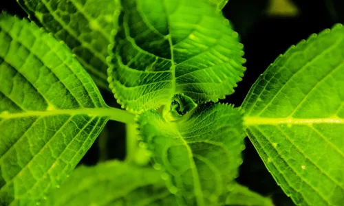 【24738】植物壁纸  2K 高清壁纸2560_1600@青蛙壁纸-笨猫小站