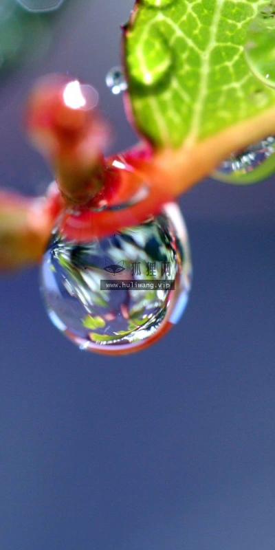 【24745】植物壁纸  2K 高清壁纸2560_1600@青蛙壁纸-笨猫小站