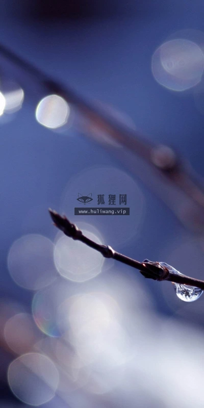 【24746】植物壁纸  2K 高清壁纸2560_1600@青蛙壁纸-笨猫小站