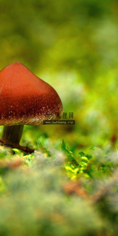 【24747】植物壁纸  2K 高清壁纸2560_1600@青蛙壁纸-笨猫小站
