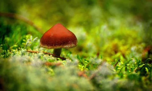 【24747】植物壁纸  2K 高清壁纸2560_1600@青蛙壁纸-笨猫小站