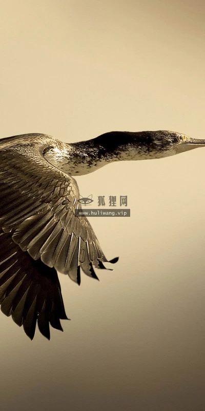 【24759】动物壁纸  2K 高清壁纸2560_1600@青蛙壁纸-笨猫小站