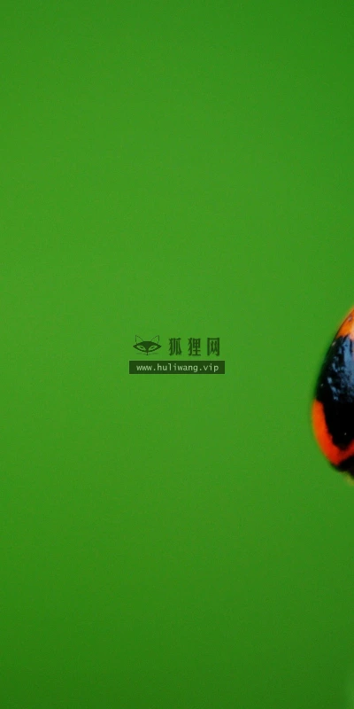 【24763】动物壁纸  2K 高清壁纸2560_1600@青蛙壁纸-笨猫小站