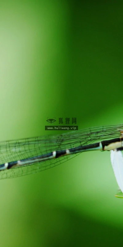 【24767】动物壁纸  2K 高清壁纸2560_1600@青蛙壁纸-笨猫小站
