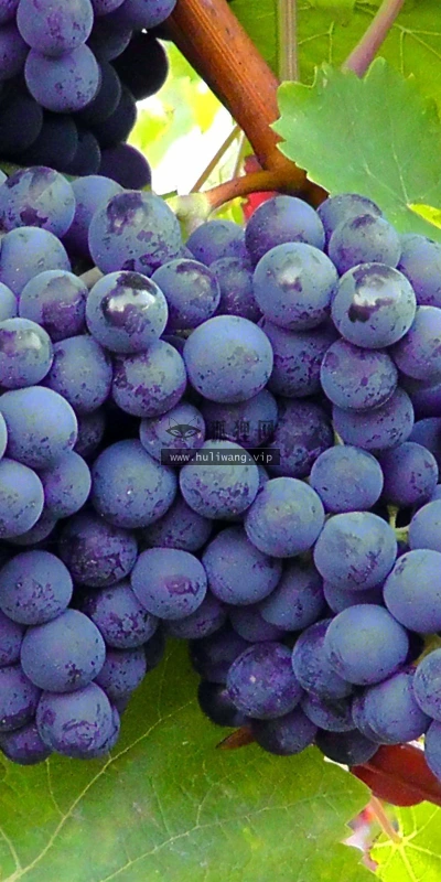 【24773】美食壁纸  2K 高清壁纸2560_1600@青蛙壁纸-笨猫小站