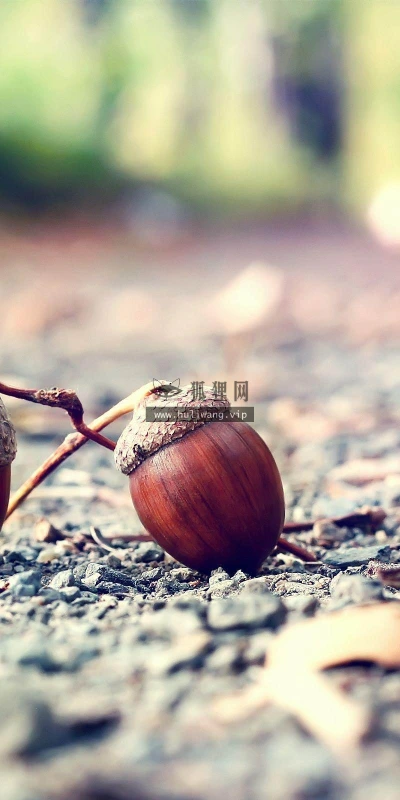 【24782】创意壁纸  2K 高清壁纸2560_1600@青蛙壁纸-笨猫小站