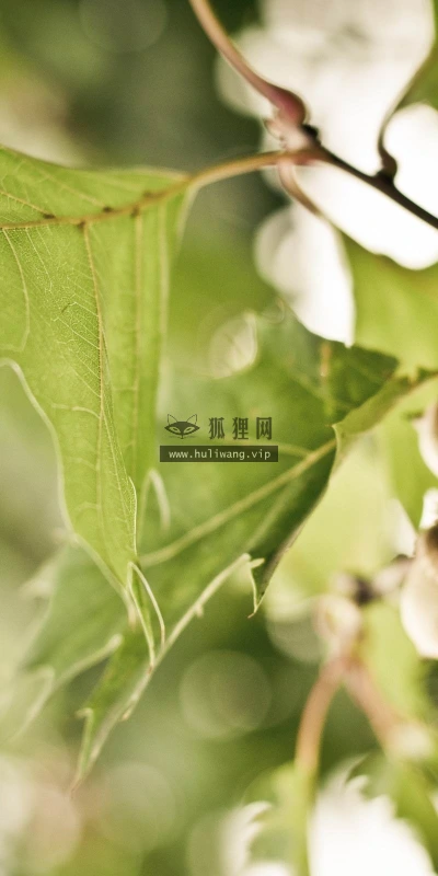 【24791】创意壁纸  2K 高清壁纸2560_1600@青蛙壁纸-笨猫小站