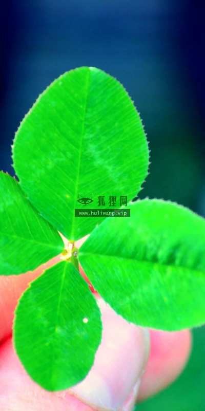 【24795】创意壁纸  2K 高清壁纸2560_1600@青蛙壁纸-笨猫小站