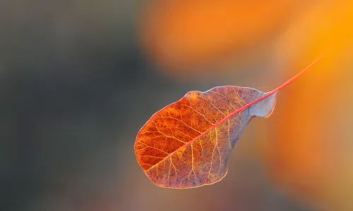 【24811】创意壁纸  2K 高清壁纸2560_1600@青蛙壁纸-笨猫小站