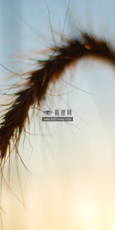 【24818】创意壁纸  2K 高清壁纸2560_1600@青蛙壁纸-笨猫小站