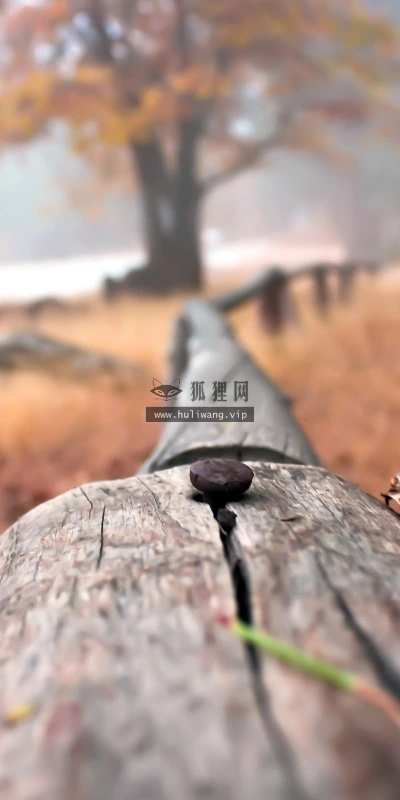 【24868】创意壁纸  2K 高清壁纸2560_1600@青蛙壁纸-笨猫小站