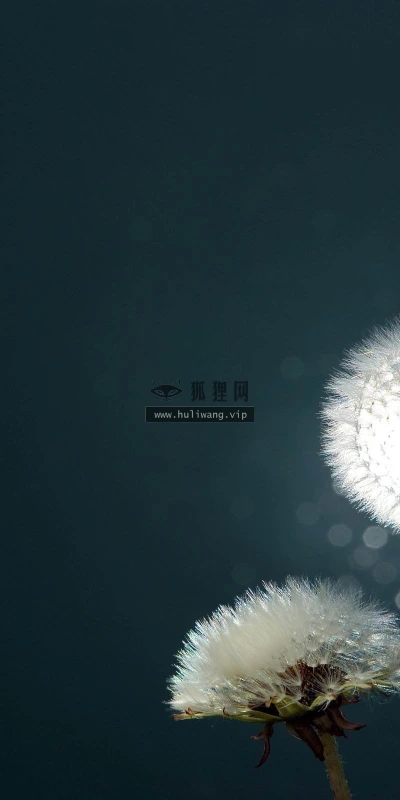 【24907】创意壁纸  2K 高清壁纸2560_1600@青蛙壁纸-笨猫小站