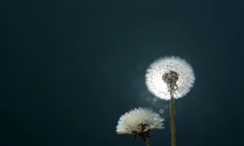 【24907】创意壁纸  2K 高清壁纸2560_1600@青蛙壁纸-笨猫小站