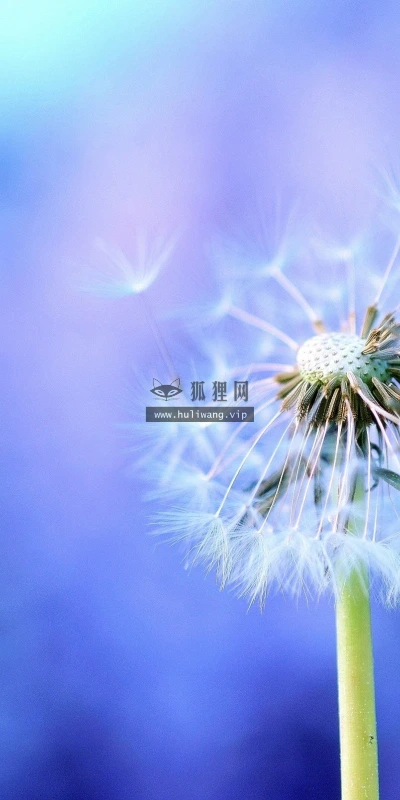 【24917】创意壁纸  2K 高清壁纸2560_1600@青蛙壁纸-笨猫小站