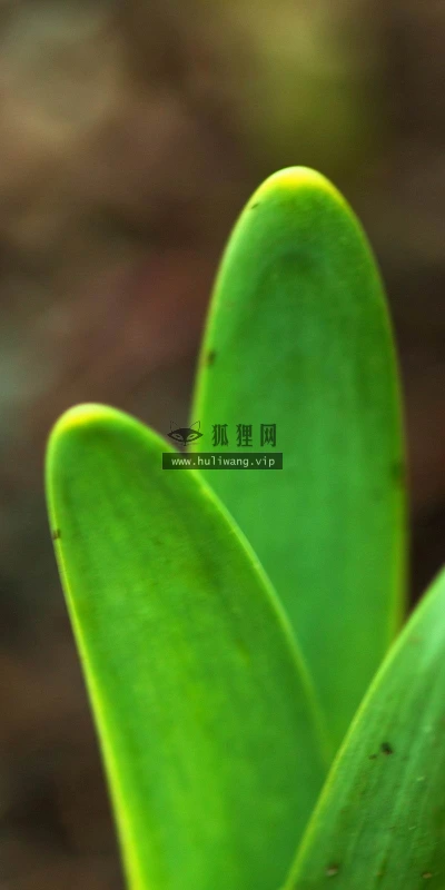 【24926】创意壁纸  2K 高清壁纸2560_1600@青蛙壁纸-笨猫小站