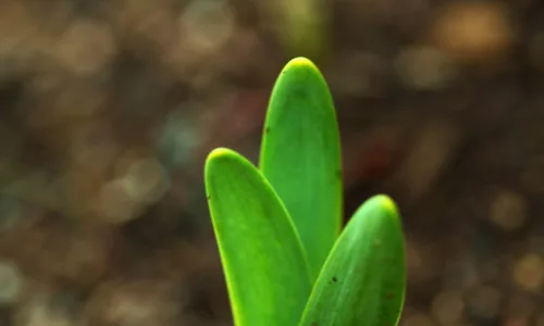 【24926】创意壁纸  2K 高清壁纸2560_1600@青蛙壁纸-笨猫小站