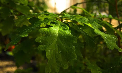 【24940】创意壁纸  2K 高清壁纸2560_1600@青蛙壁纸-笨猫小站