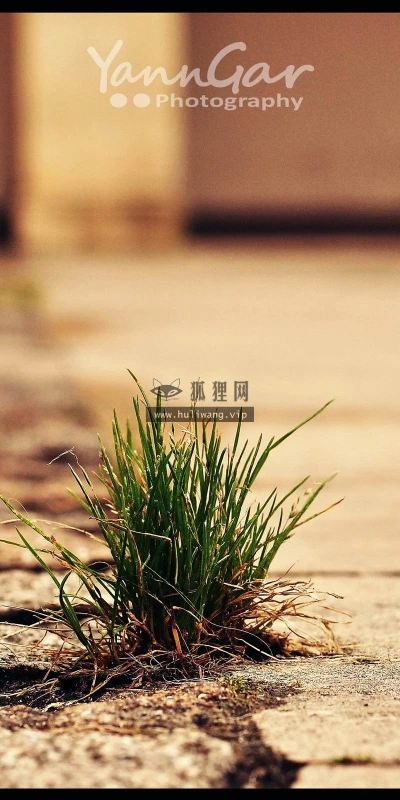 【25001】创意壁纸  2K 高清壁纸2560_1600@青蛙壁纸-笨猫小站