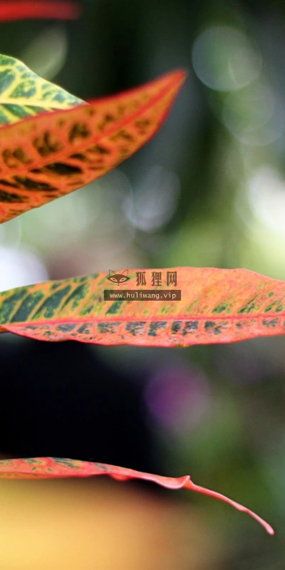 【25034】创意壁纸  2K 高清壁纸2560_1600@青蛙壁纸-笨猫小站