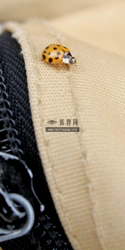 【25050】创意壁纸  2K 高清壁纸2560_1600@青蛙壁纸-笨猫小站