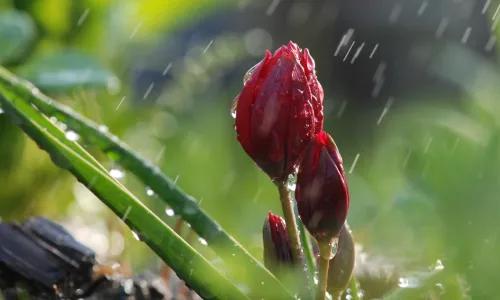 【25192】创意壁纸  2K 高清壁纸2560_1600@青蛙壁纸-笨猫小站