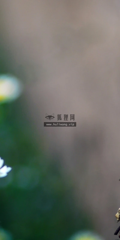 【25213】创意壁纸  2K 高清壁纸2560_1600@青蛙壁纸-笨猫小站