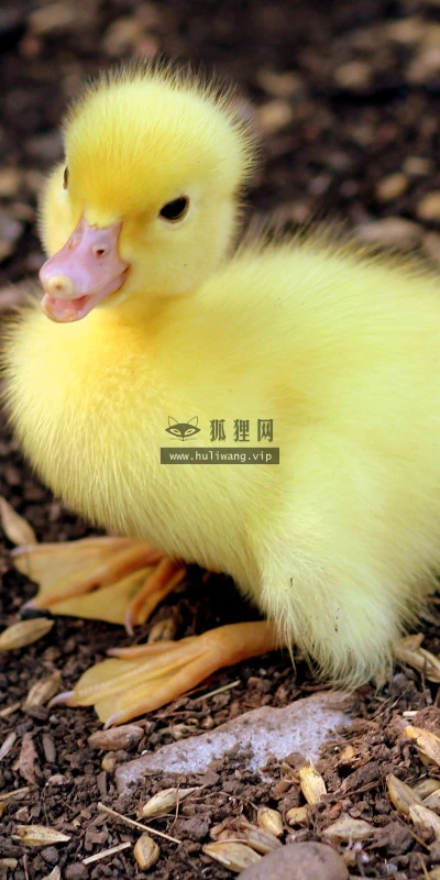 【25248】创意壁纸  2K 高清壁纸2560_1600@青蛙壁纸-笨猫小站