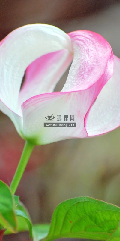 【25885】壁纸  4K 超清壁纸3840_2400@青蛙壁纸-笨猫小站