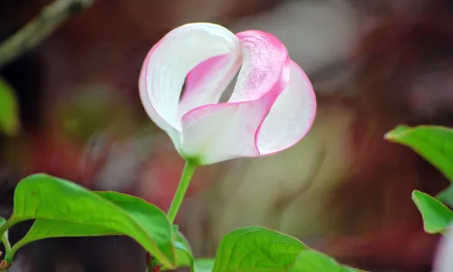 【25885】壁纸  4K 超清壁纸3840_2400@青蛙壁纸-笨猫小站